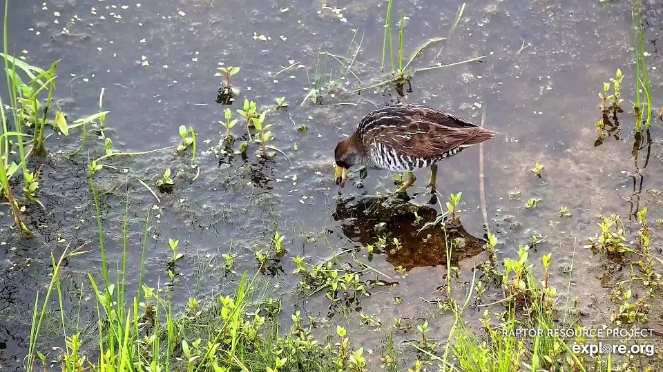 July 14, 2021: A Sora on the Flyway