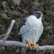 Peregrine falcon Michelle at fifteen years old