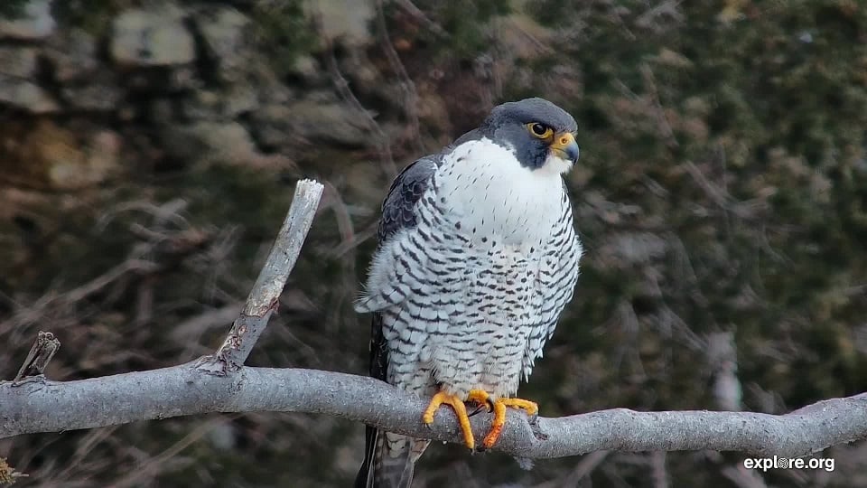 Peregrine falcon Michelle at fifteen years old