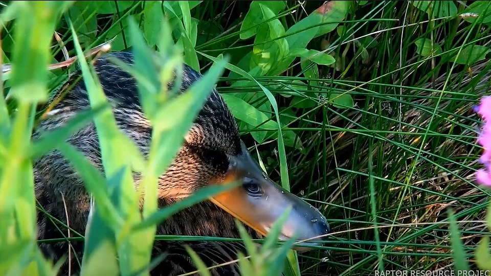 July 31, 2021: A juvenile mallard duck preens in the weeds. While precoccial mallard ducklings leave their natal nest within 24 to 48 hours of hatch, they can't fly until their flight feathers grow in. According to Ducks Unlimited, they gain flight at about 55 days