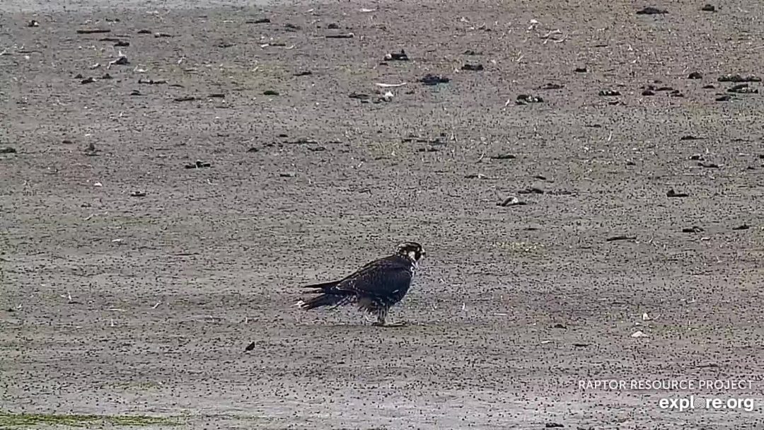Immature falcon out on the flyway
