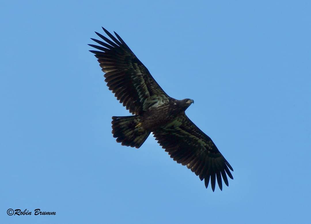 One of the juvies flying overhead