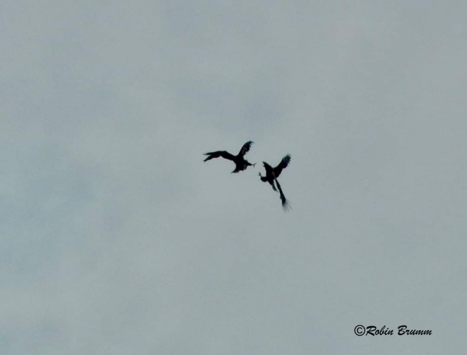 Juvies playing and sparring in the sky