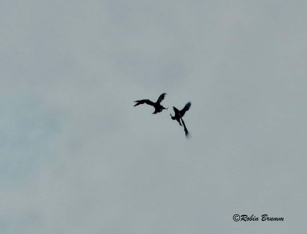 Juvies playing and sparring in the sky