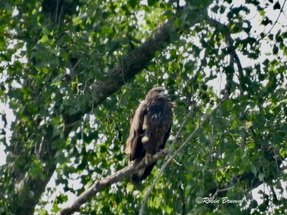 One of the juvies on the perch tree