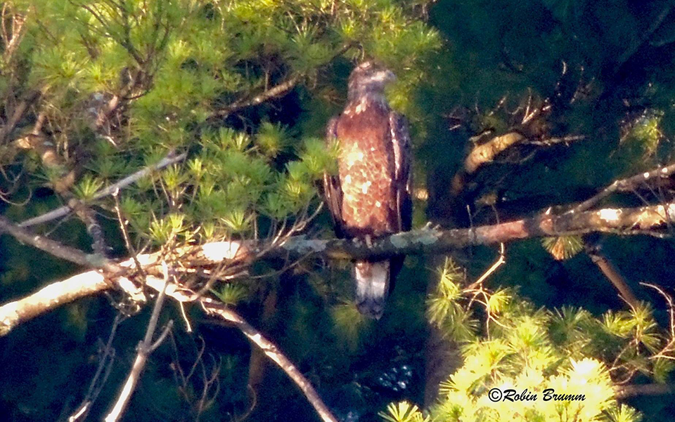 August 30, 2021: A subadult in the pine trees