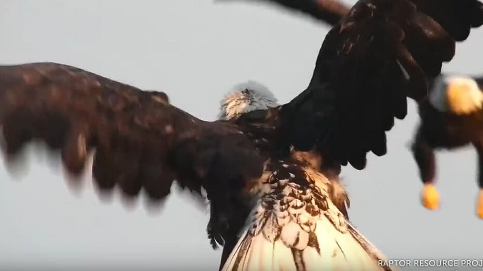 September 2, 2021: An eagle interaction on the Mississippi Flyway.