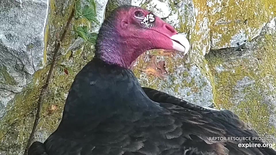 September 11, 2021: A turkey vulture at Great Spirit Bluff.