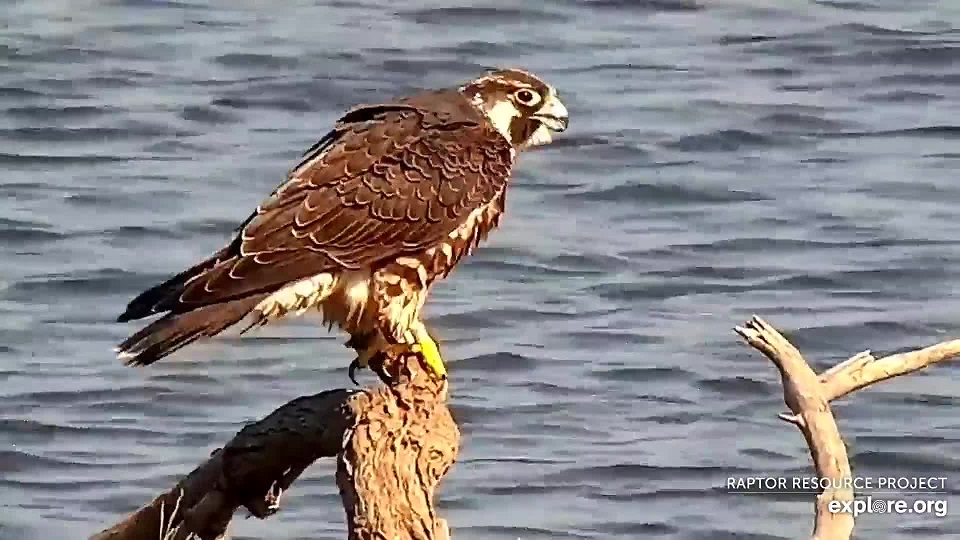October 10, 2021: A banded juvenile falcon at the Flyway.