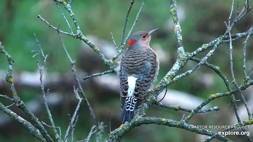 A resident Northern Flicker at the North nest.