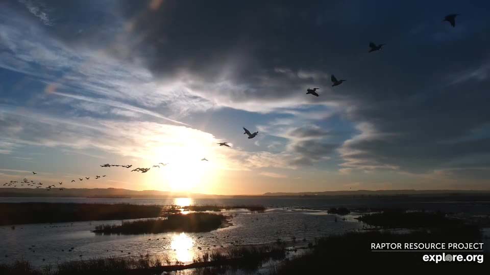 October 19, 2021: Morning migrators on the Mississippi Flyway