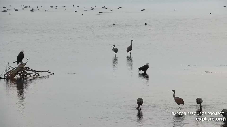 October 20, 2021: Bald eagles and sandhill cranes