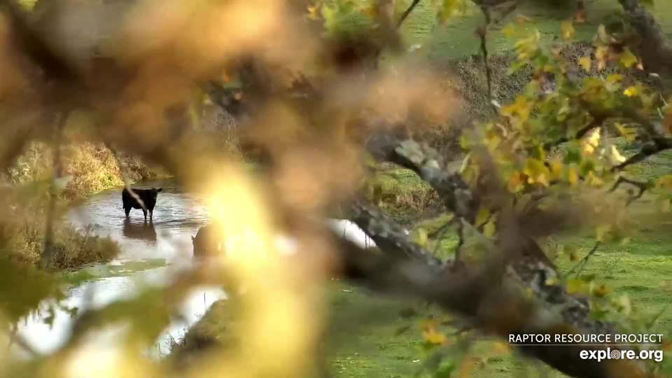 October 27, 2021: Cattle in the stream near the North nest