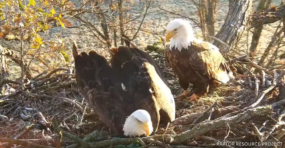October 26, 2021: DNF scrapes in the nest
