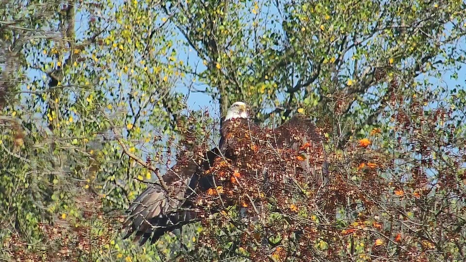 October 9, 2021: Mom soaks up the sun on the maple tree.