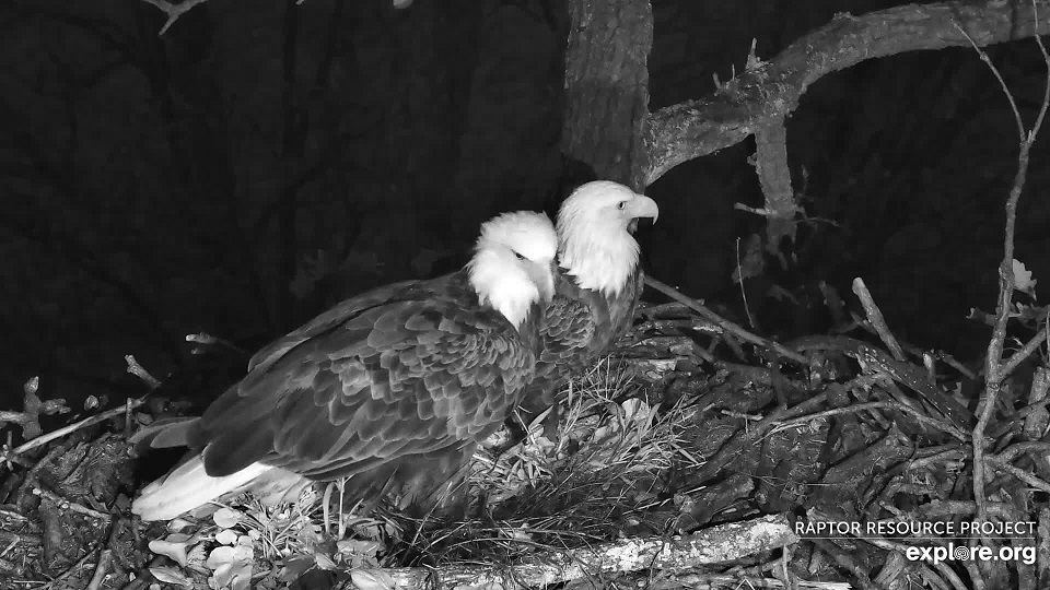 October 11, 2021: DNF (left) and Mr. North (right) at the North nest.