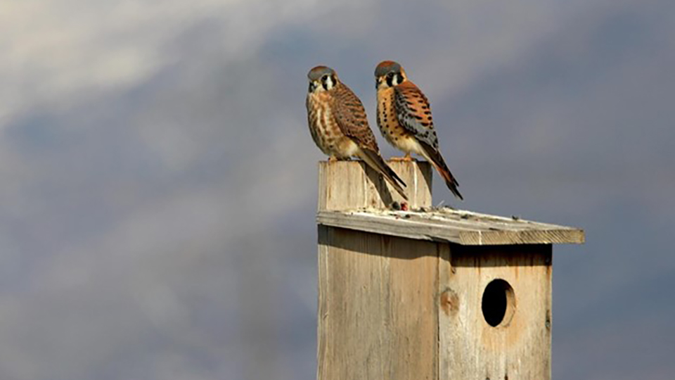Two American Kestrels