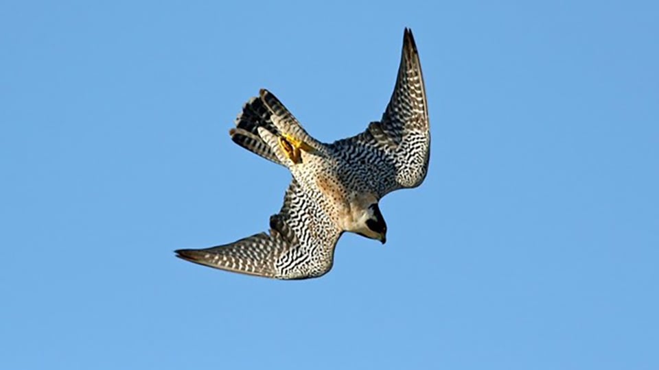 A Peregrine Falcon