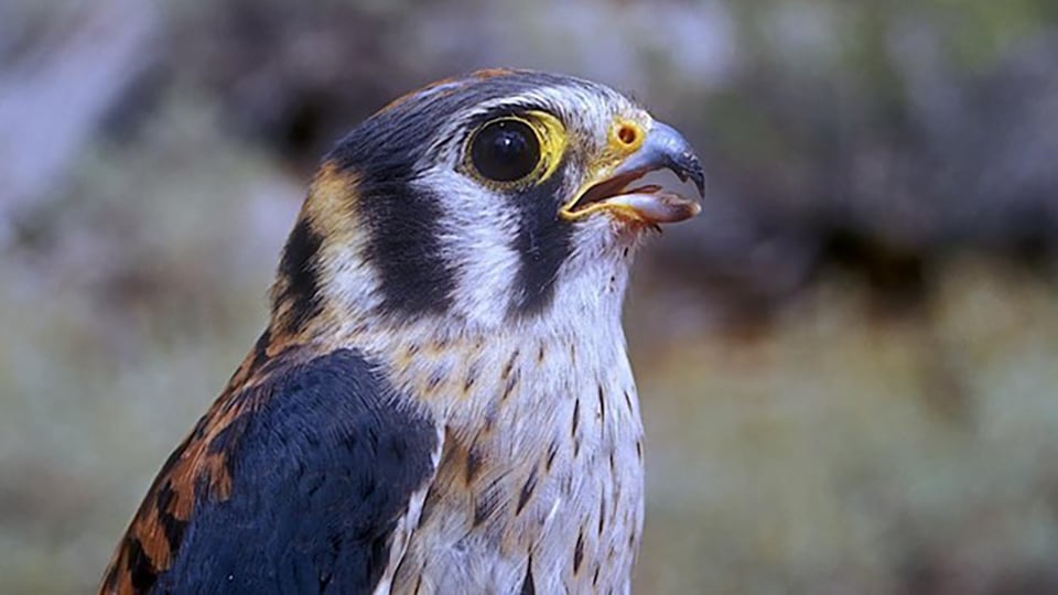 An American Kestrel