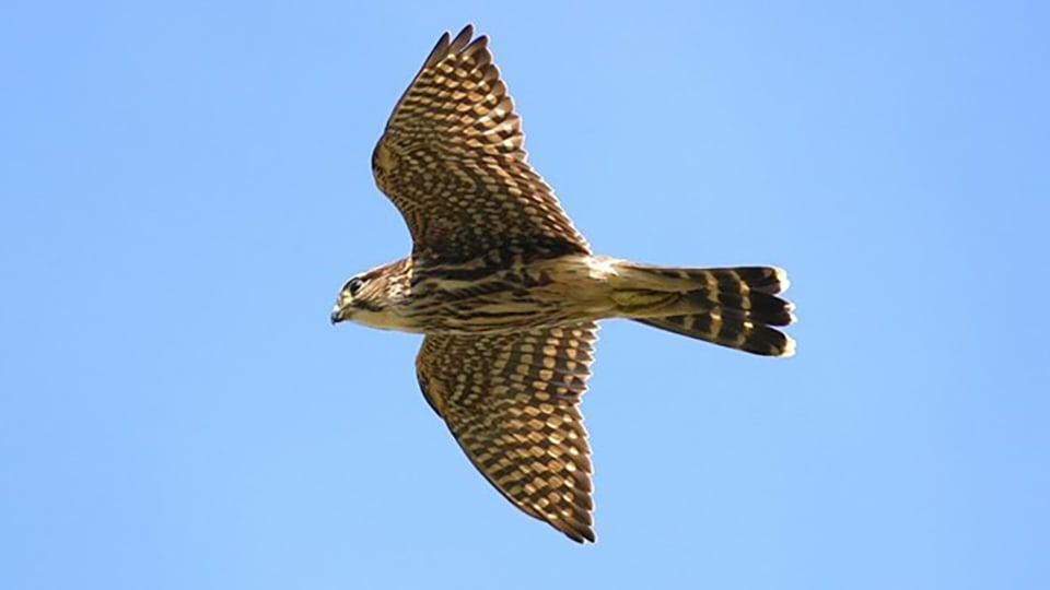 A Merlin