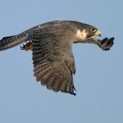 A Peregrine Falcon