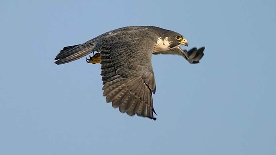 A Peregrine Falcon