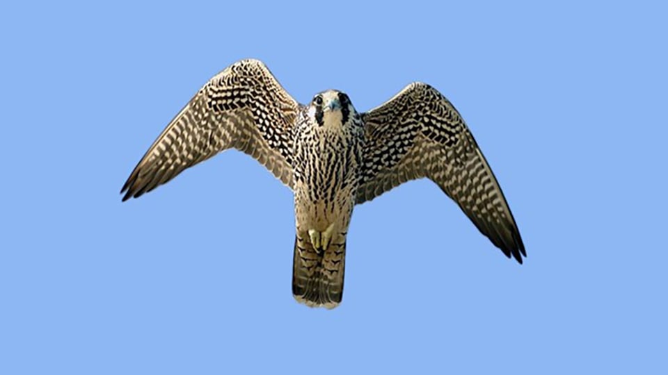 A Peregrine Falcon