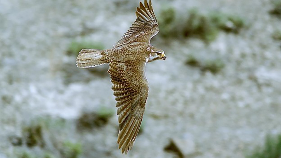 A Prairie Falcon
