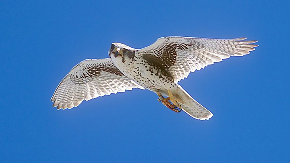 A Prairie Falcon
