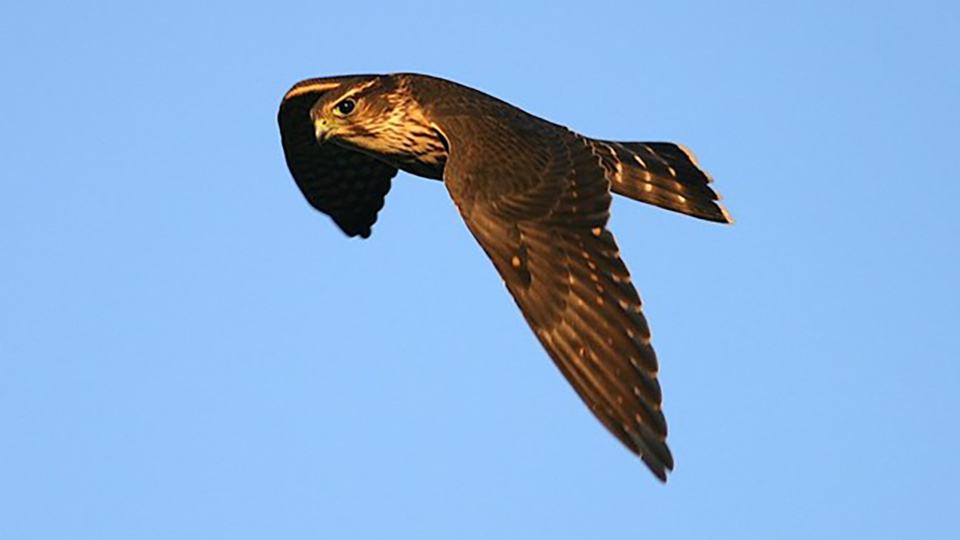 A taiga Merlin