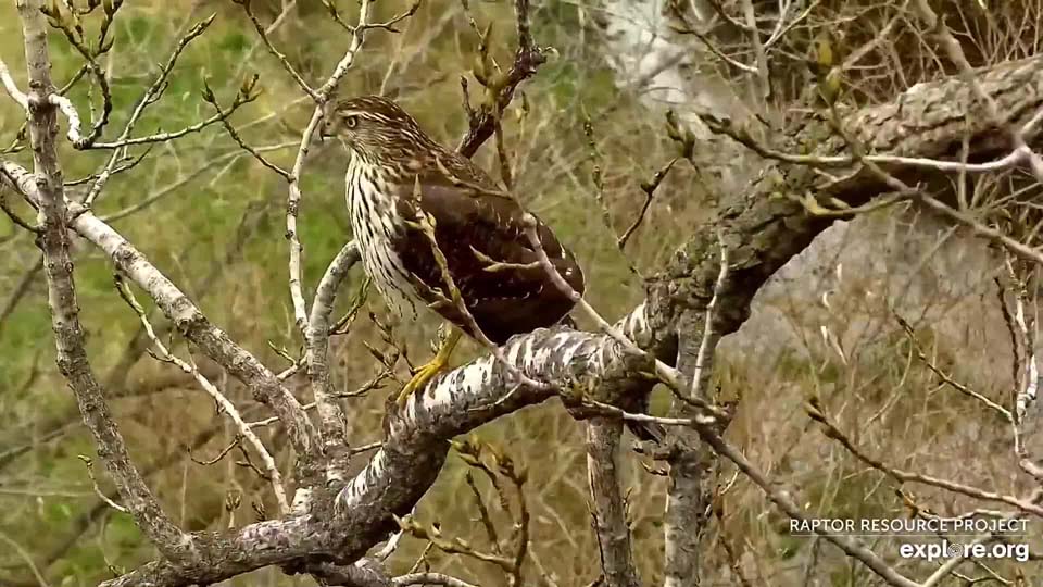 October 27, 2021: A juvenile Northern Goshawk near N1
