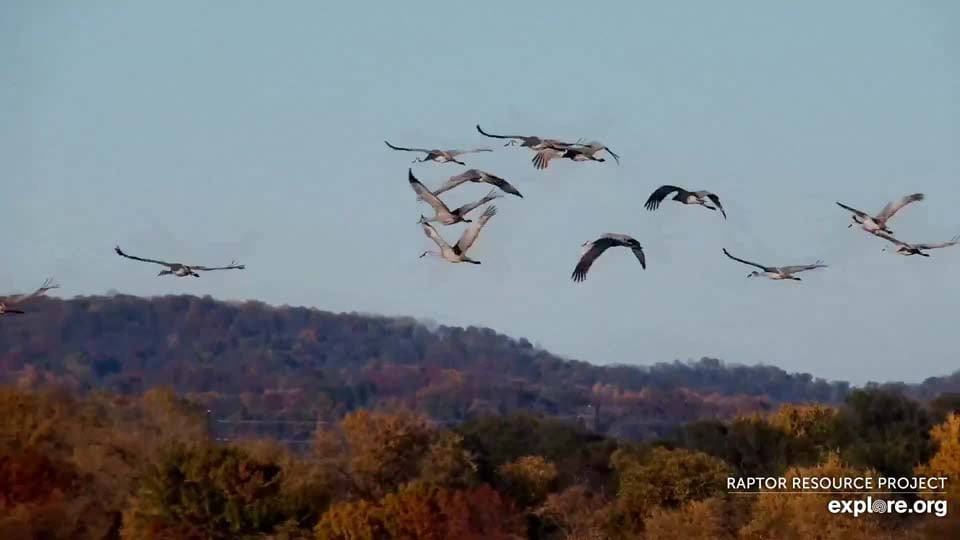 October 30, 2021: Sandhill cranes on the Flyway