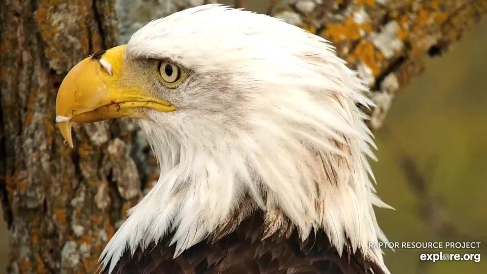 November 9, 2021: DNF at the North Nest