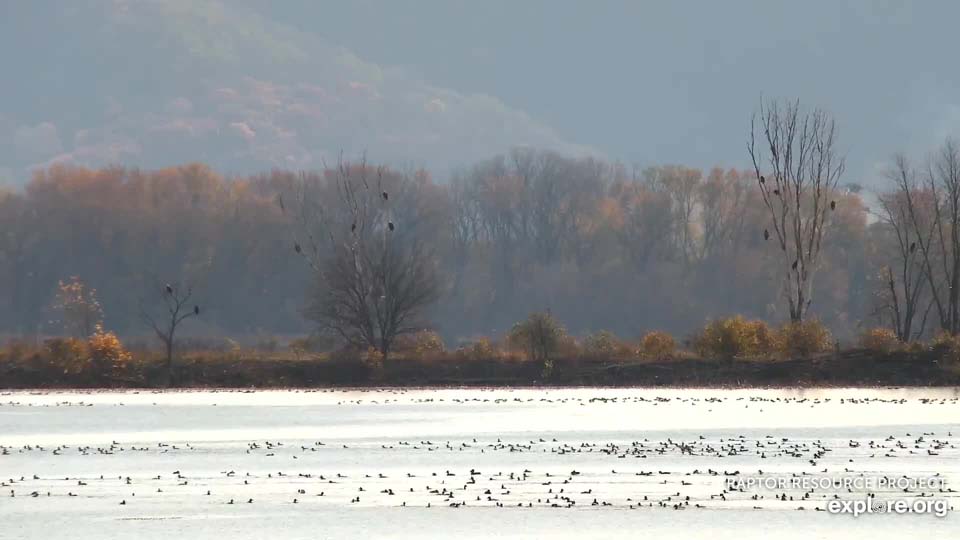 November 9, 2021: The trees of Eagle Island looked like Christmas trees...if bald eagles were Christmas ornaments!