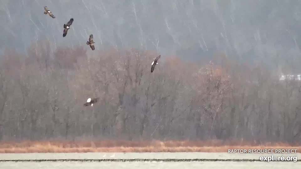 November 18, 2021: Eagles on the Flyway. It is a great time to watch them - we are seeing so many eagles and swans right now!
