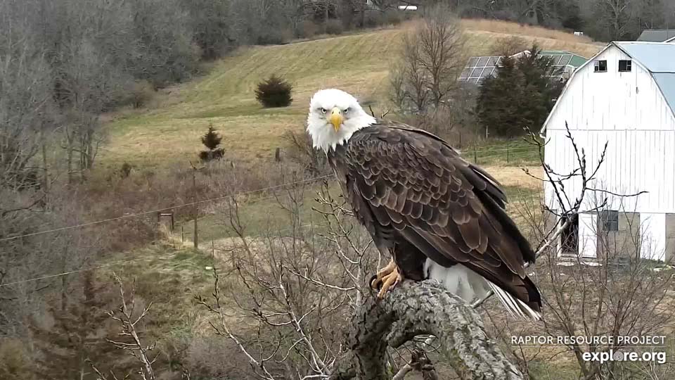 November 18, 2021: Mom at N1. There is a starter nest just waiting for upgrades, Mom!