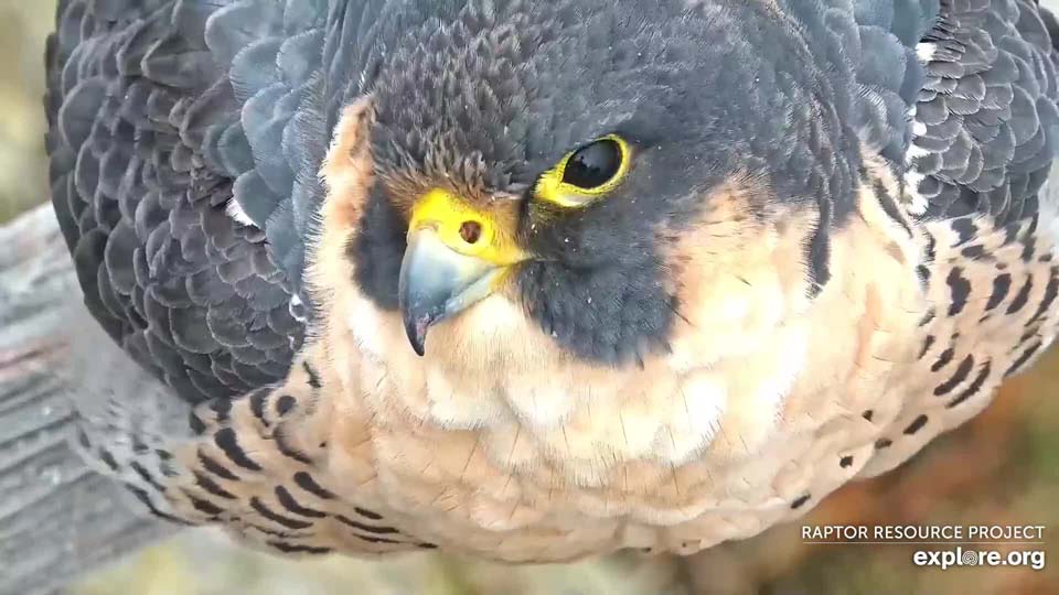 November 18, 2021: Hello, beautiful! An unbanded female falcon at GSB.