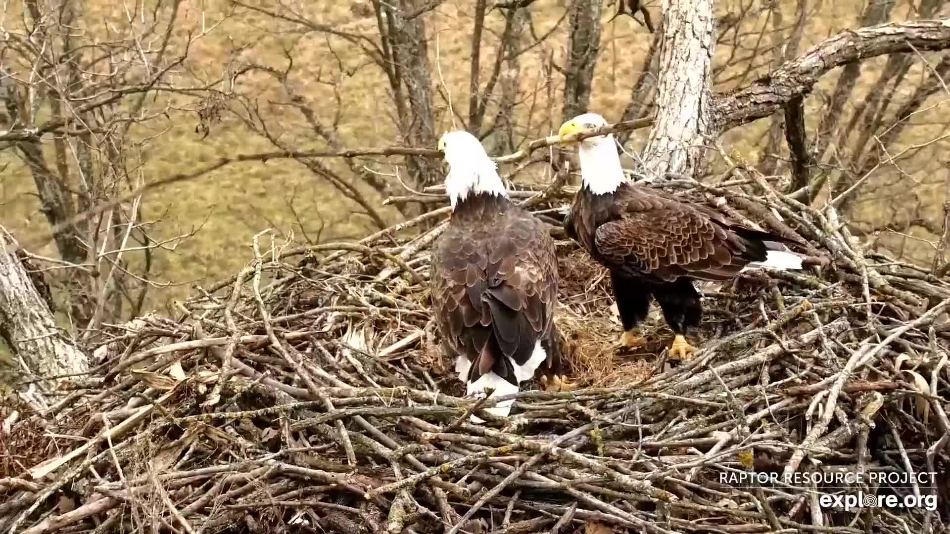November 18, 2021: DNF helps Mr. North with stick placement.