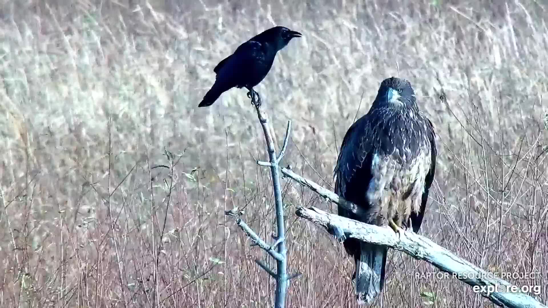 November 20, 2021: A bald eagle and a crow share the Flyway!