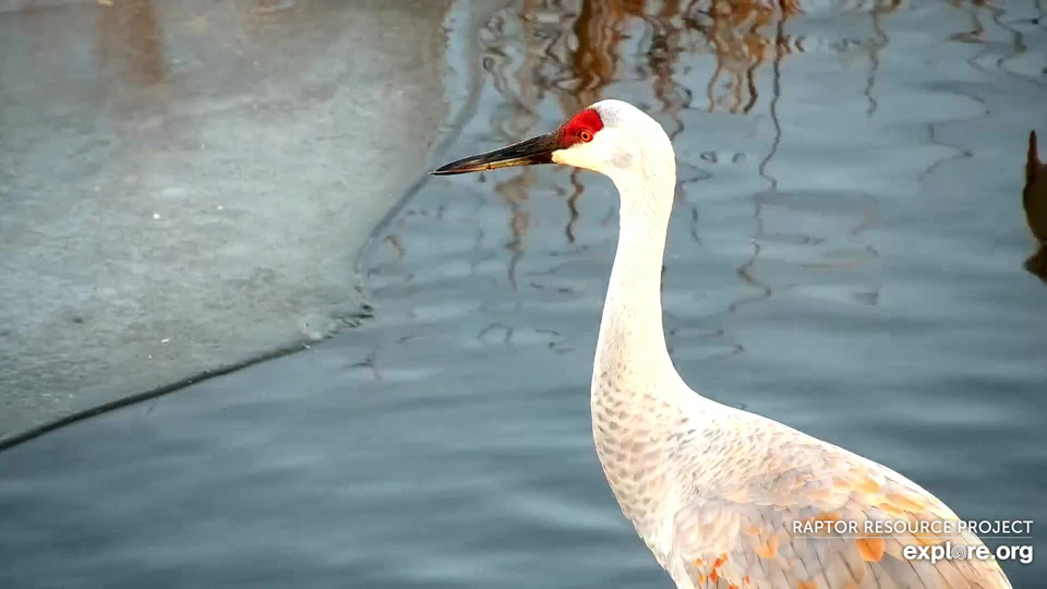November 29, 2021: A sandhill crane on the Flyway. Ice is beginning to form in shallow water on the edges of sandbars, but the main channel isn't anywhere near ready to freeze yet.