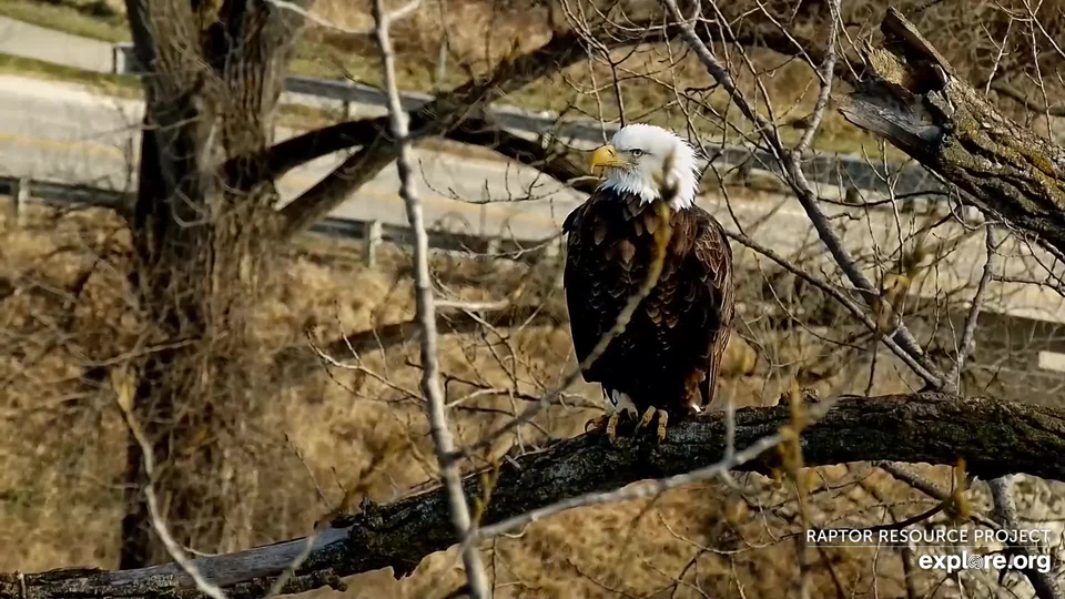 November 28, 2021: Mr. North stands sentinel while Mom eats breakfish at N1