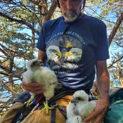 Dave Kester banding falcons at Effigy Mounds National Monument