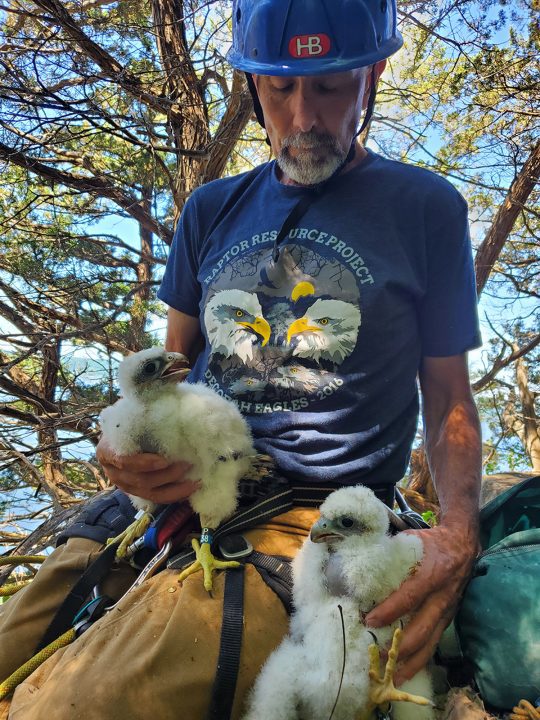 Dave Kester banding falcons at Effigy Mounds National Monument