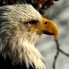 January 5, 2021: DNF at the North nest. It was a beautiful, balmy day, with temperatures topping out at right around 32F/0C: a warm January day for NE Iowa! After a busy morning of nestorations, DNF and Mr. North enjoyed soaking up the sun!  https://youtu.be/YGHxQgnMY2E.