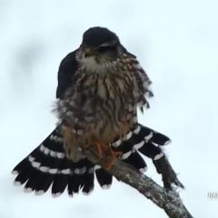 January 4, 2021: A Merlin passed through the Valley of the Norths! We love our north nest neighbors and Super Flyway visitors, even if the North’s don’t always appreciate them! Merlin feeding and preening: https://youtu.be/4y0GhS1i6v4.