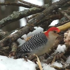 January 23, 2021: Red-bellied woodpeckers are a common visitor. The North woods are filled with oak trees. They provide wonderful habitat and plenty of food, but scraps of protein are always welcome! An eagle’s nest serves as nursery, pan-tree, and/or home for a wide variety of north nest neighbors. https://youtu.be/o02og-vq3Tk.