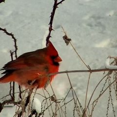 February 8, 2021: I will never tire of cardinals in snow! What do they eat in the winter? According to Birds of the World, their winter diet is about 88% vegetable/fruit matter. Out here, that means multiflora fruit, grass seeds (including foxtail), seeds from feeders at local farms, and scraps of protein left by eagles, coyotes, and other meat-eaters. https://youtu.be/CK_Us1VYFC0.