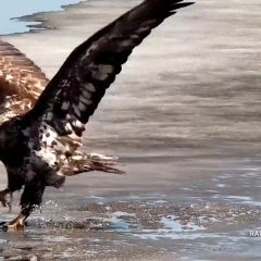 March 8, 2021: Beneath the snow and ice, the slow pulse of life slumbers. As the cold recedes, ice and snow melt, the land quickens, and the great tide of birds begins to flow north. It’s a wonderful time to watch the Flyway! Flyway Follies: https://youtu.be/D5FZHty8Qj8. Bald eagles gathering on the Mississippi Flyway: https://youtu.be/FaVZmAmrlnw.