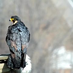 March 22, 2021: Two-year-old falcon Zooey wins Newman’s rose! See those brown feathers nestled among her beautiful slate plumage? She’s still molting her brown juvenile feathers.