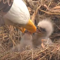 March 27, 2021: Feeding DN13 and DN14. I love to watch how tenderly eagle parents feed their hatchlings. DN13 and DN14 are already sitting up tall and beginning to reach for tiny bites! https://youtu.be/BloAemtH0Mw